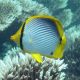 Chaetodon melannotus 6-8 cm