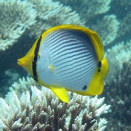 Chaetodon melannotus 6-8 cm