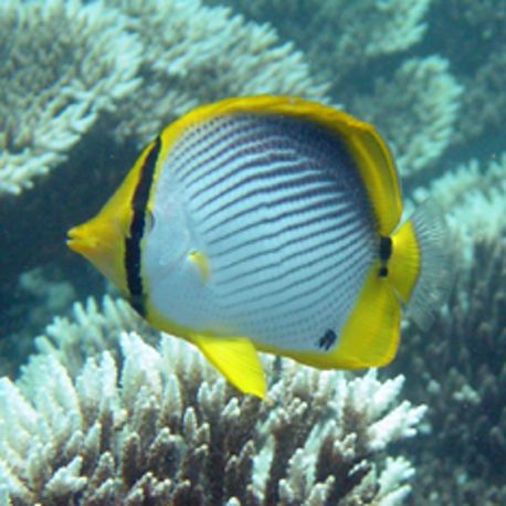 Chaetodon melannotus 6-8 cm