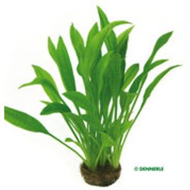 Echinodorus Amazonicus pied mère