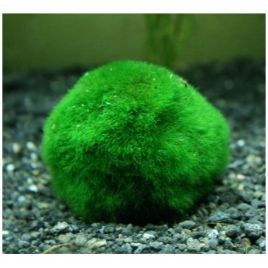 Mousses pour aquarium : Taxiphyllum Barbieri (Mousse de Java) pour