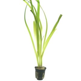 Lot de 10 Vallisneria gigantea 39,50 €