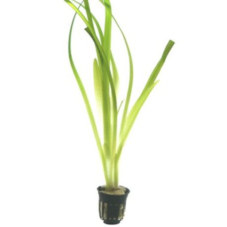 Lot de 5 Vallisneria gigantea 22,50 €