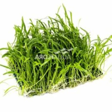 Tapis 15x10 cm Lillaeopsis brasiliensis 9,50 €