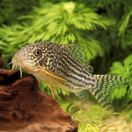 Corydoras sterbaï le lot de 2