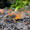Corydoras Venezuella orange spot 