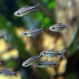 Corydoras pygmeus lot de 10