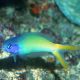 Hoplolatilus starckii 10-12 cm 89,50 €