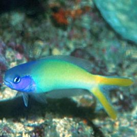 Hoplolatilus starckii 10-12 cm 89,50 €
