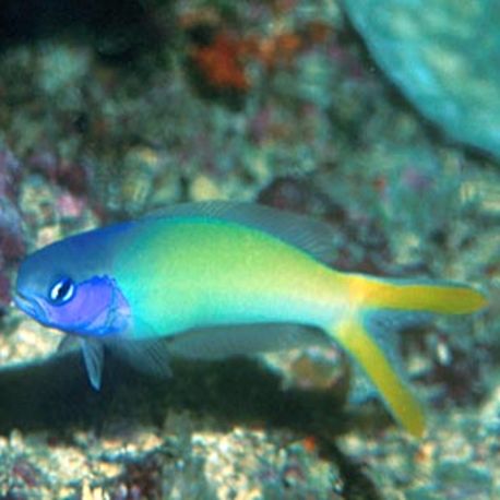 Hoplolatilus starckii 10-12 cm 89,50 €