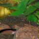 Ancistrus Temmincki 6-8 cm le lot de 2
