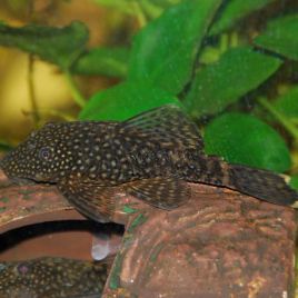 Ancistrus Temmincki 6-8 cm le lot de 2