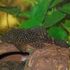 Ancistrus Temmincki 6-8 cm le lot de 2