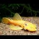 Ancistrus sp L-144 Lemon(Ancistrus jaune aux yeux bleus) le lot de 2 14,50 €