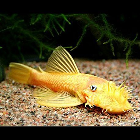 Ancistrus sp L-144 Lemon(Ancistrus jaune aux yeux bleus) le lot de 2 14,50 €
