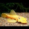 Ancistrus sp L-144  Lemon(Ancistrus jaune aux yeux bleus) le lot de 2