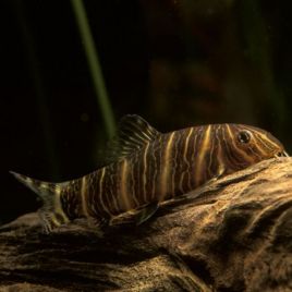 Botia striata - mangeur d'escargots lot de 2