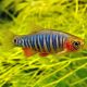 Danio-Rasbora erythromicron (rasbora tigrés) lot de 3 10,00 €
