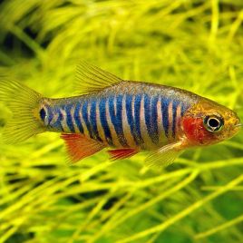 Danio-Rasbora erythromicron (rasbora tigrés) lot de 10