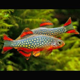 Danio margaritatus (Microrasbora galaxy) lot de 3 10,00 €