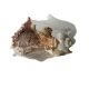 Décoration coquillage murex erythrostomus 9,95 €