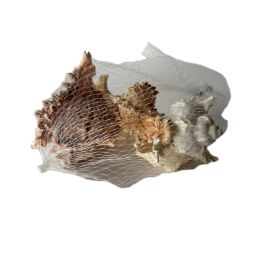 Décoration coquillage murex erythrostomus 9,95 €