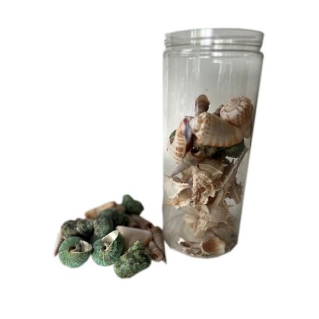 Coquillages Chicoreus ramosus 4,95 €