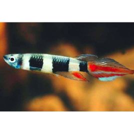 Epiplatys annulatus lot de 10 27,50 €