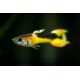 Guppy endler saddleback par couple 6,90 €