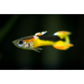 Guppy endler saddleback couples uniquement