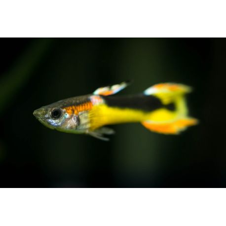 Guppy endler saddleback par couple 6,90 €