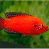 Hemichromis Exsul 4-7 cm