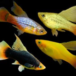 Xiphophorus maculatus Platy mix voilés lot de 3