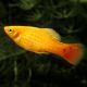 Xiphophorus maculatus Platy Perroquet Jaune 2-3cm lot de 10 18,50 €