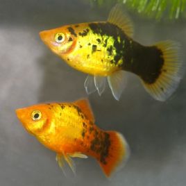 Xiphophorus maculatus Platy calico lot de 3