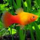 Xiphophorus maculatus Platy sunset lot de 3