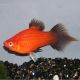 Xiphophorus maculatus platy spitz rouge