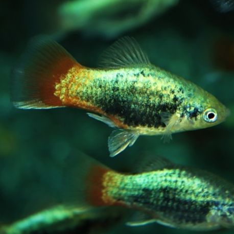 Xiphophorus maculatus platy bleu corail tuxedo lot de 3