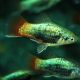 Xiphophorus maculatus platy bleu corail tuxedo lot de 10