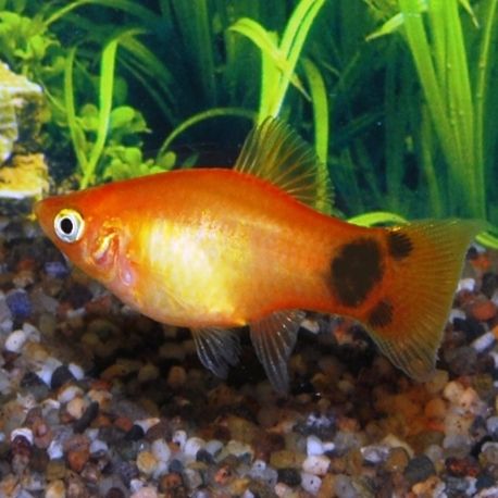 Xiphophorus maculatus platy mickey