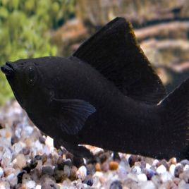 Poecilia shenops Molly Velifera noirs le couple 6-7cm