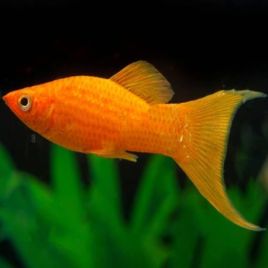 Poecilia shenops molly orange Lyre