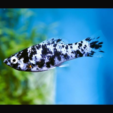 Poecilia shenops Molly dalmatiens lot de 5