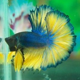 Betta Splendens Mâle-Combattant bleu 5,50 €