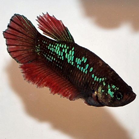 Betta Splendens femelle 5,50 €