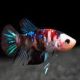 Betta splendens Femelle koï lot de 2