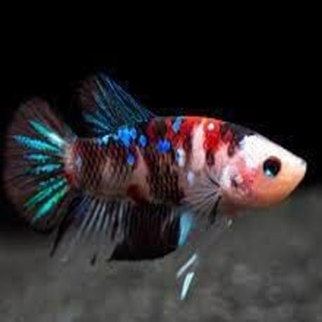 Betta splendens Femelle koï lot de 2