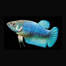 Betta splendens Femelle halfmoon bleu lot de 2