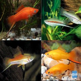 Xipho Xiphophorus helleri 4-5cm mix 