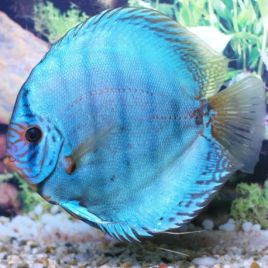Discus Cobalt d'élevage Allemand 5 cm 24,50 €
